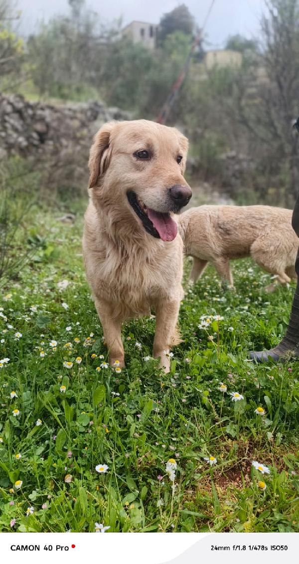 Chloe, una splendida Golden Retriever Foto 8